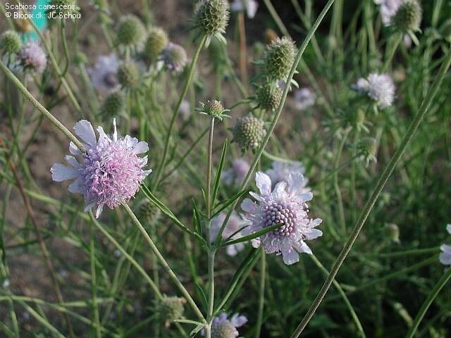 Scabiosa canescens