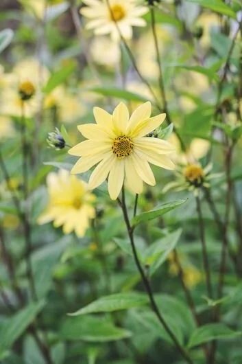 Helianthus Carine.jpg