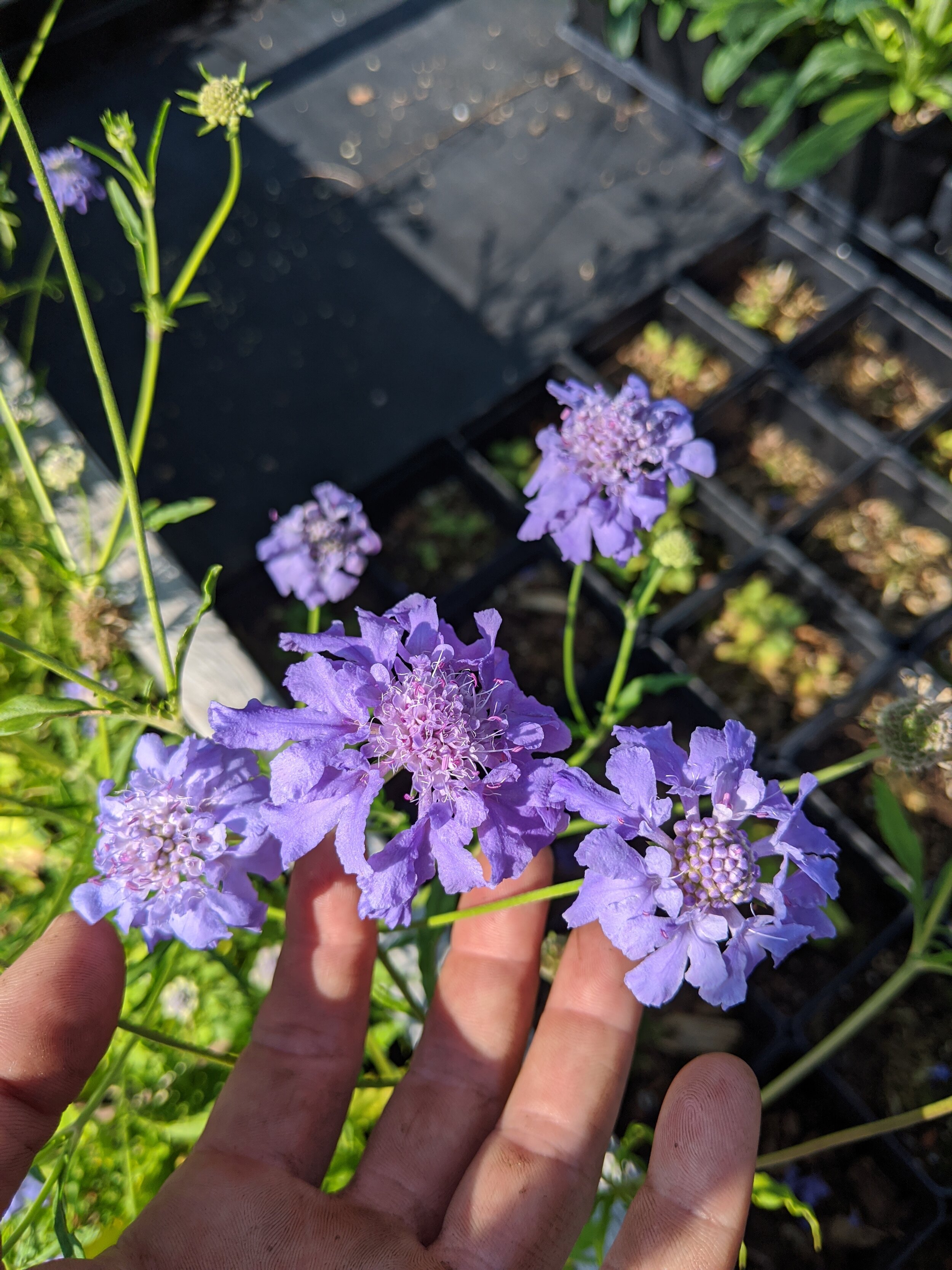 Scabiosa lachnophylla