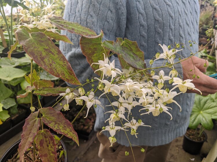 本物の 珍種 30粒 リナムブライトアイズ ベニバナアマ 花の種です
