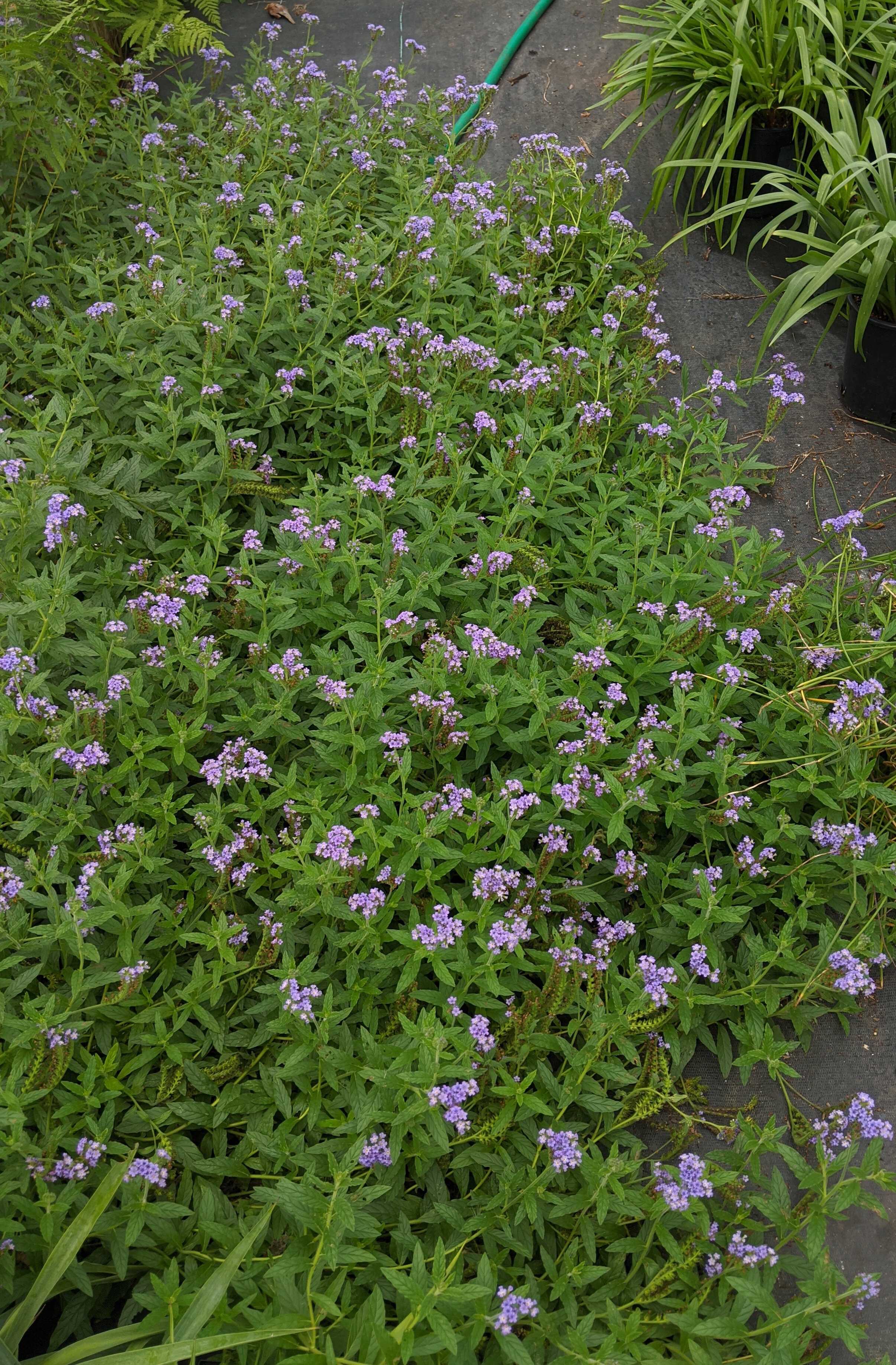 Heliotropium amplexicaule