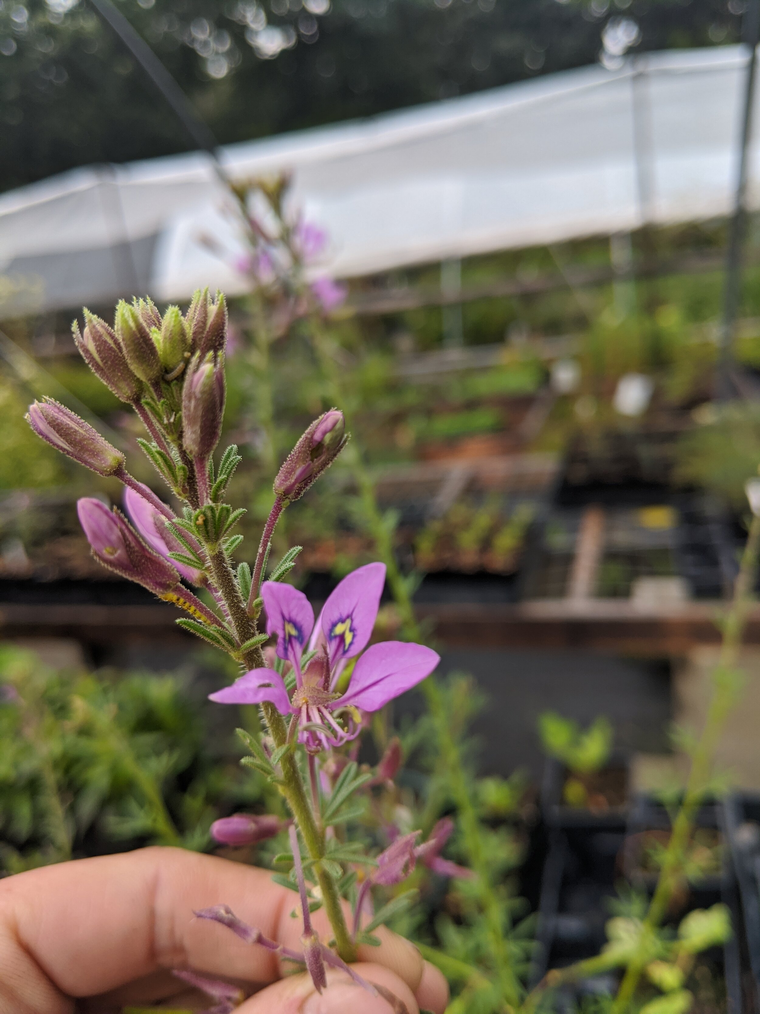 Cleome hirta