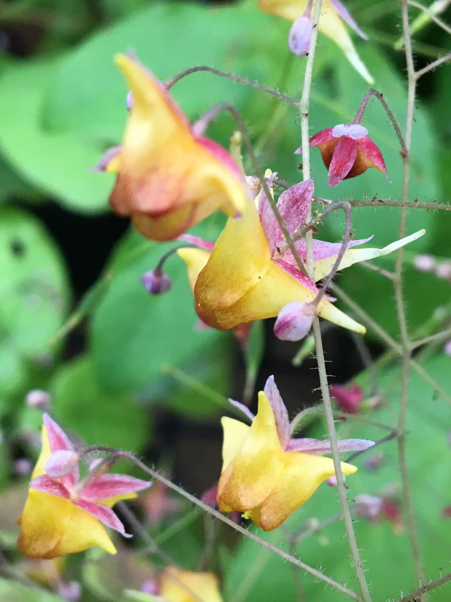 Epimedium 'Tutti Fruiti'