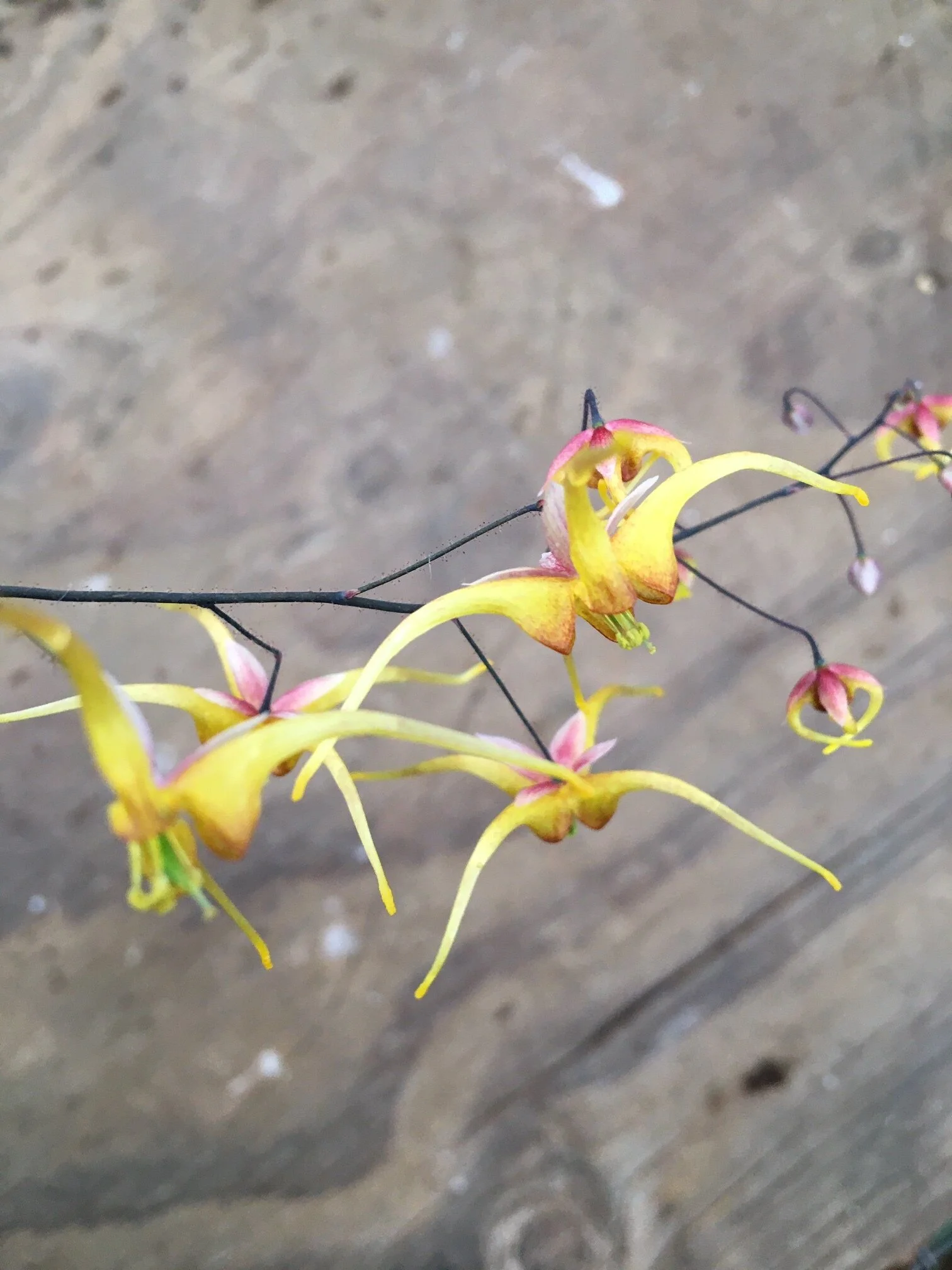 Windfire x Giant 2.JPG