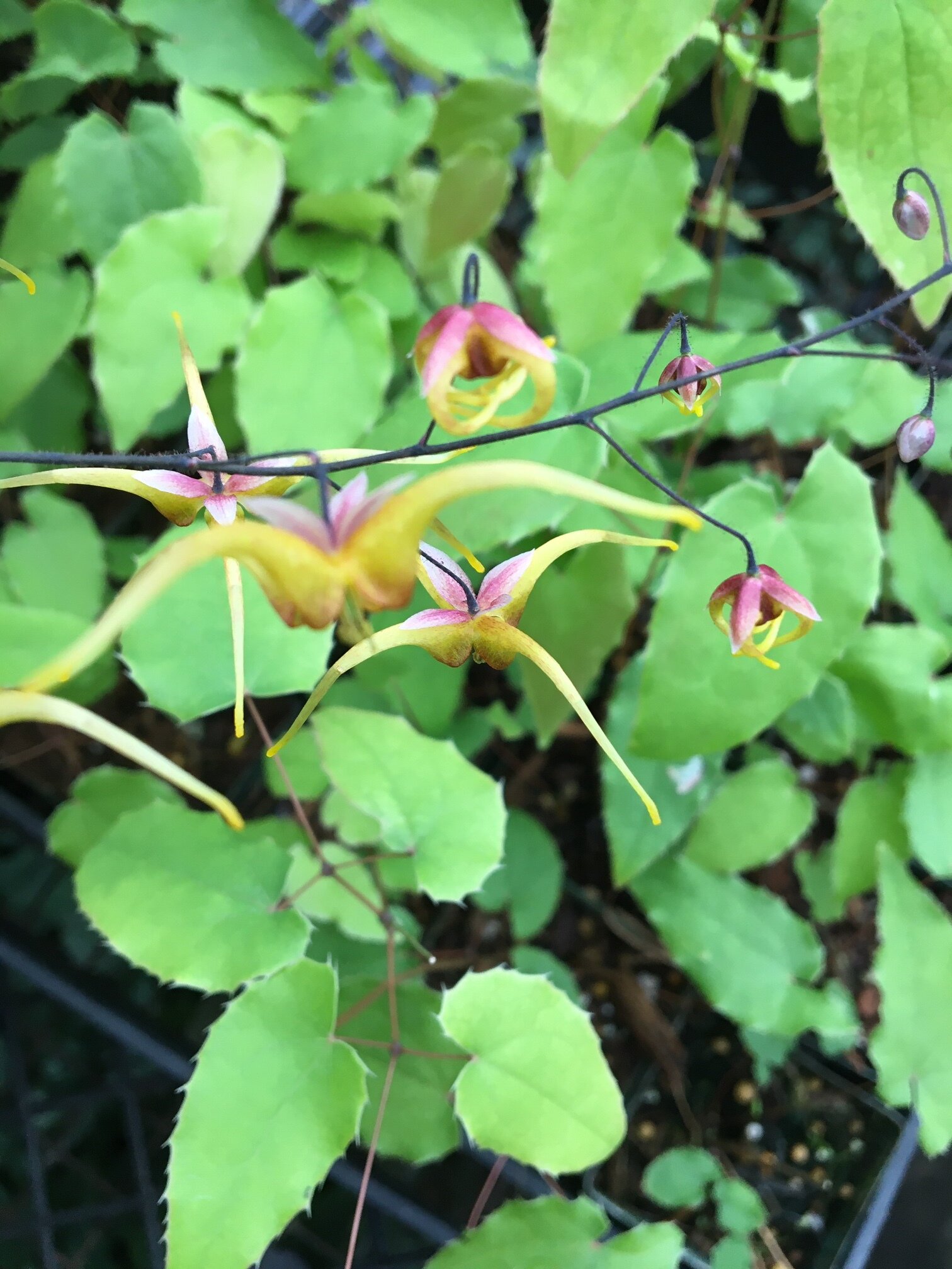 Epimedium 'Giant Fire'
