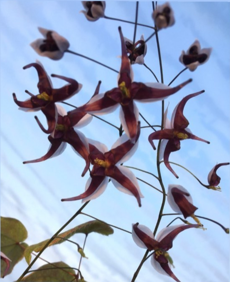 Epimedium Lenore.png