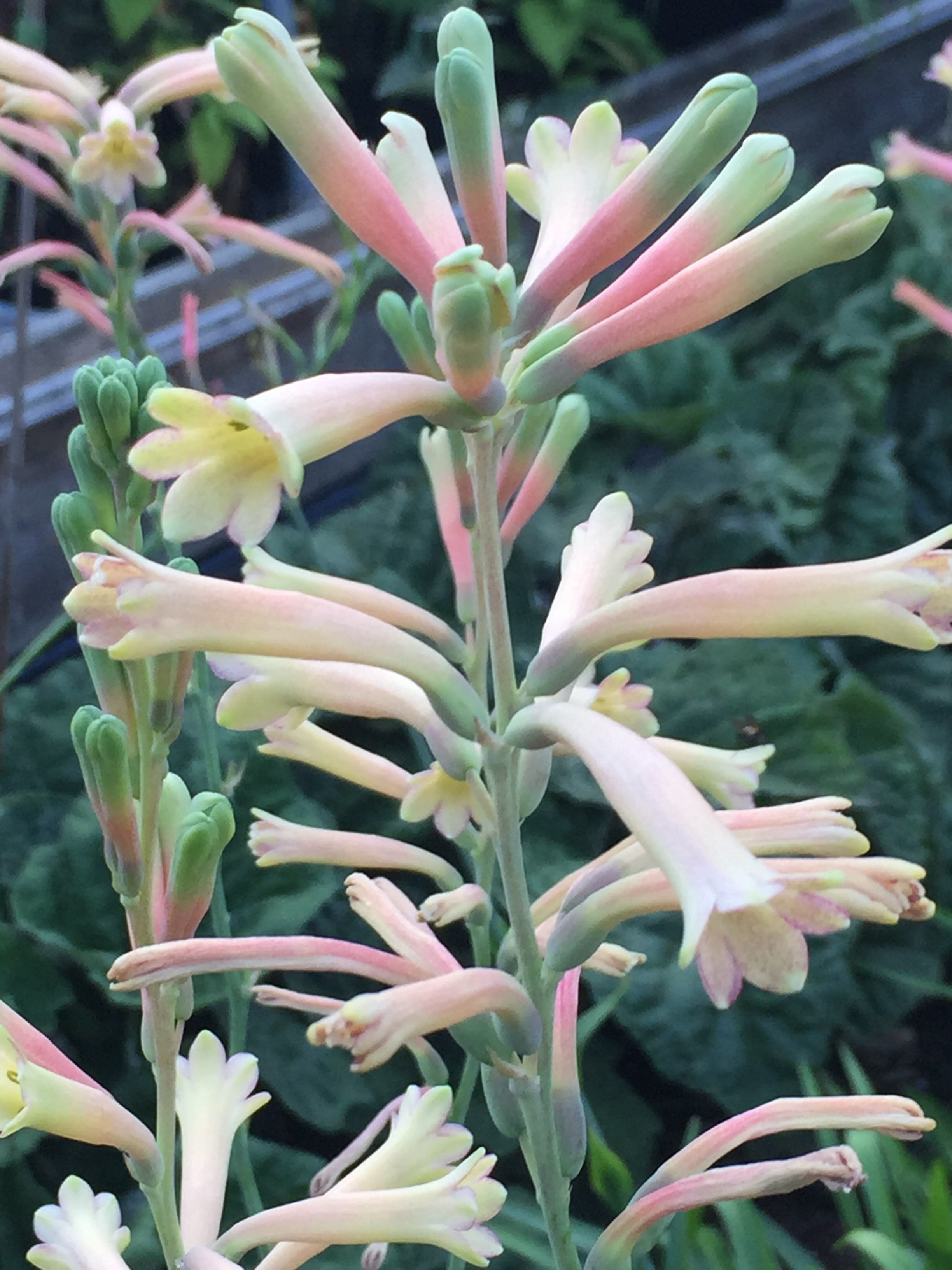 Polianthes Chirp.jpg