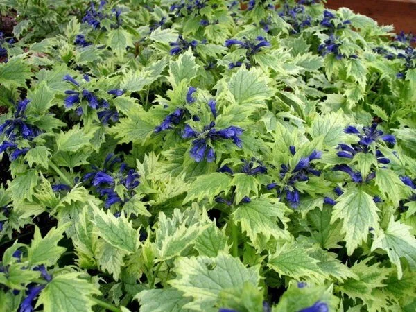 Ajuga incisa Bikun.jpg
