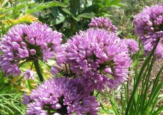 Allium senescens ssp. montanum 'August Confection'.jpg
