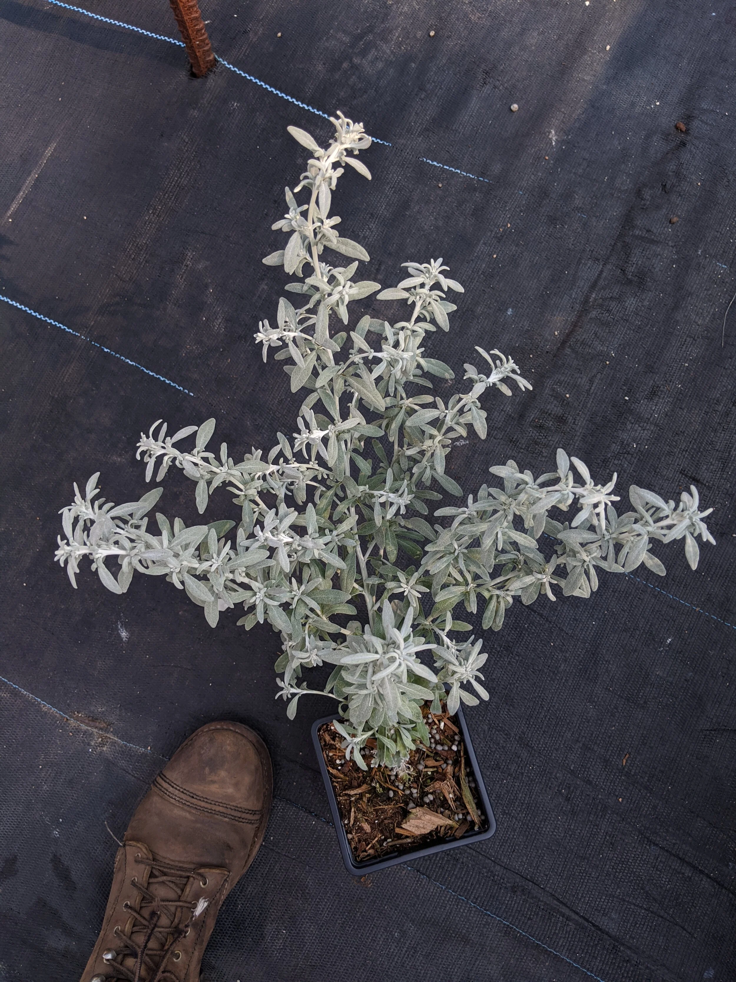 Artemisia stelleriana.jpg