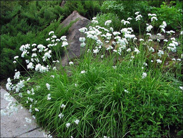allium zebdanense.jpg