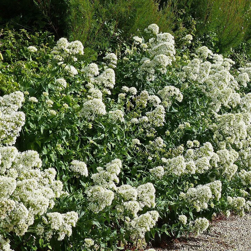 centranthus-ruber-albus .jpg
