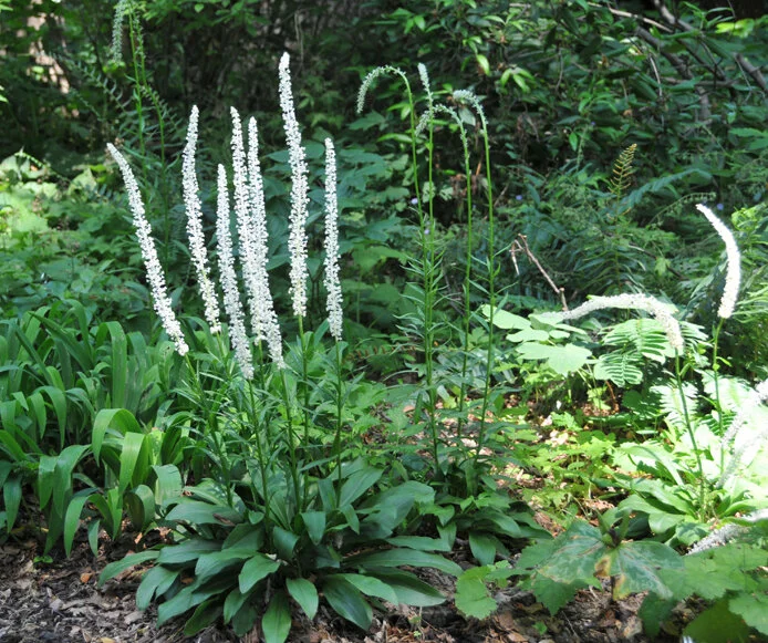 Chamaelirium_luteum.jpg