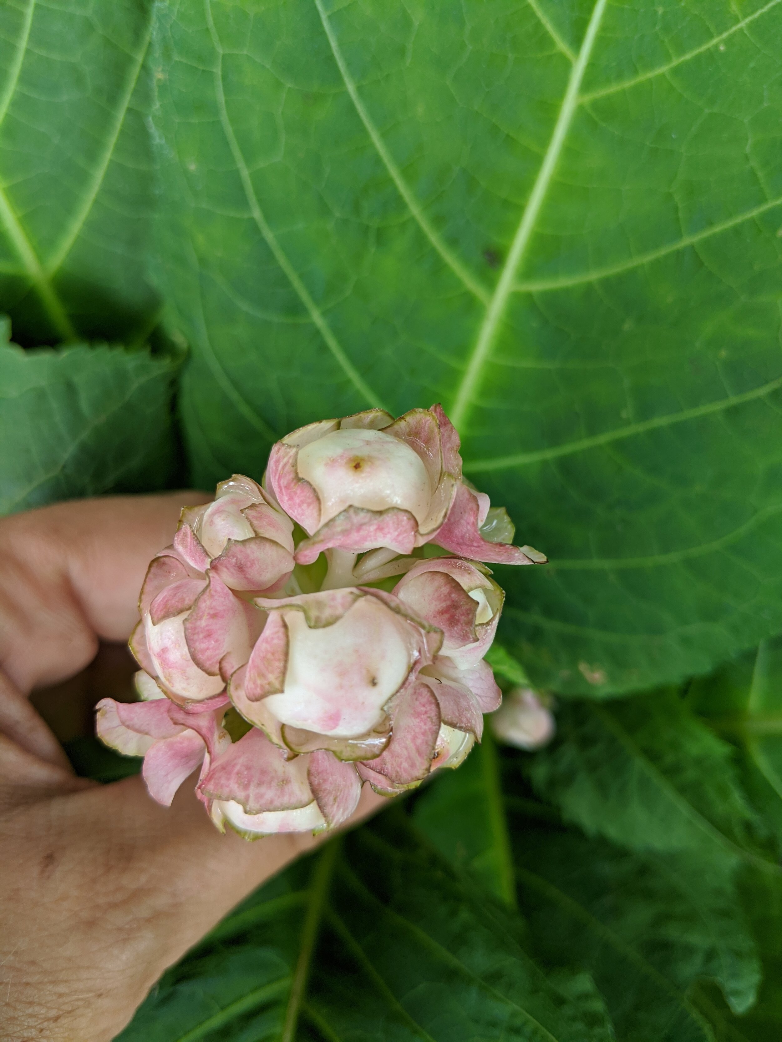 Deinanthe bfida ex. 'Pink Kii'