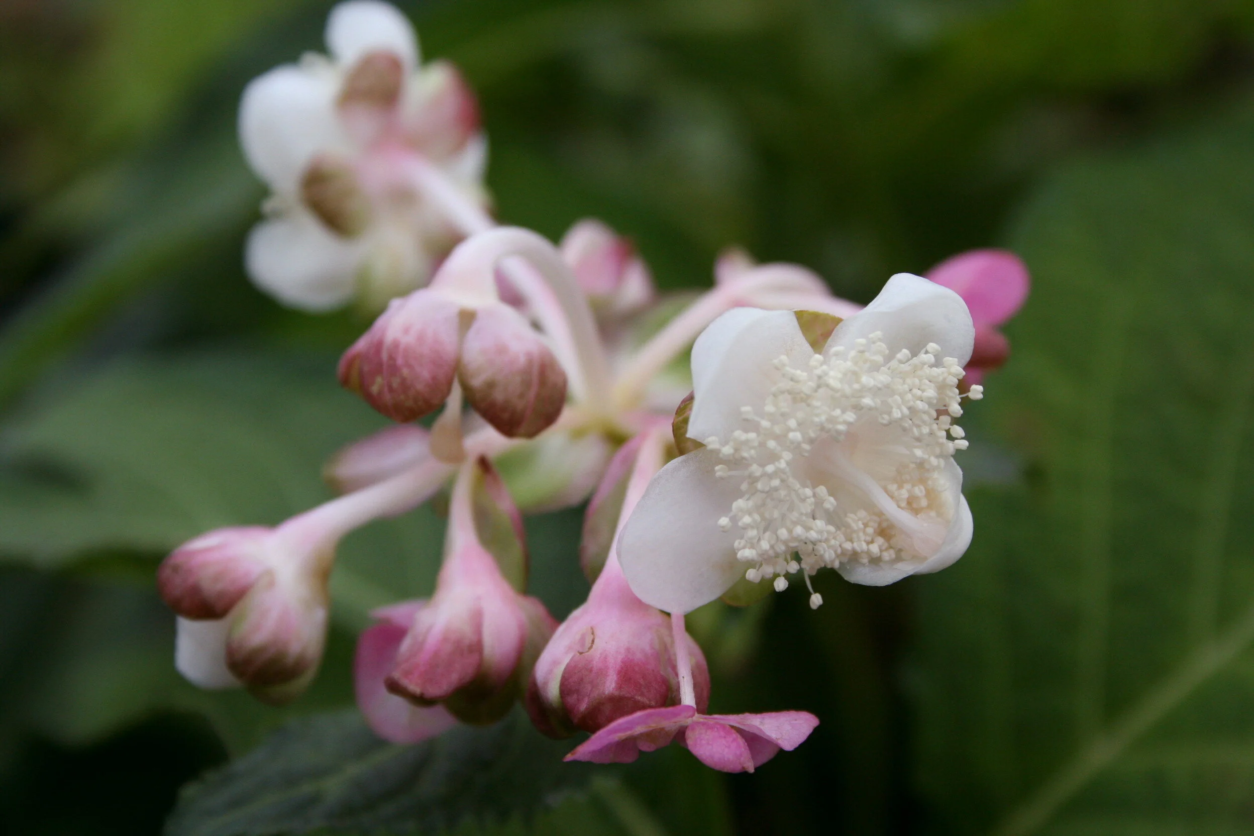 D. bifida Pink Kii2.JPG