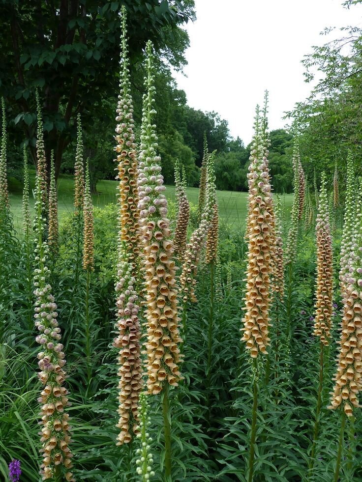 Digitalis ferruginea 'Gigantea'