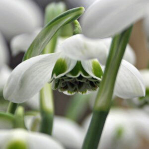 Galanthus 'Hippolyta'