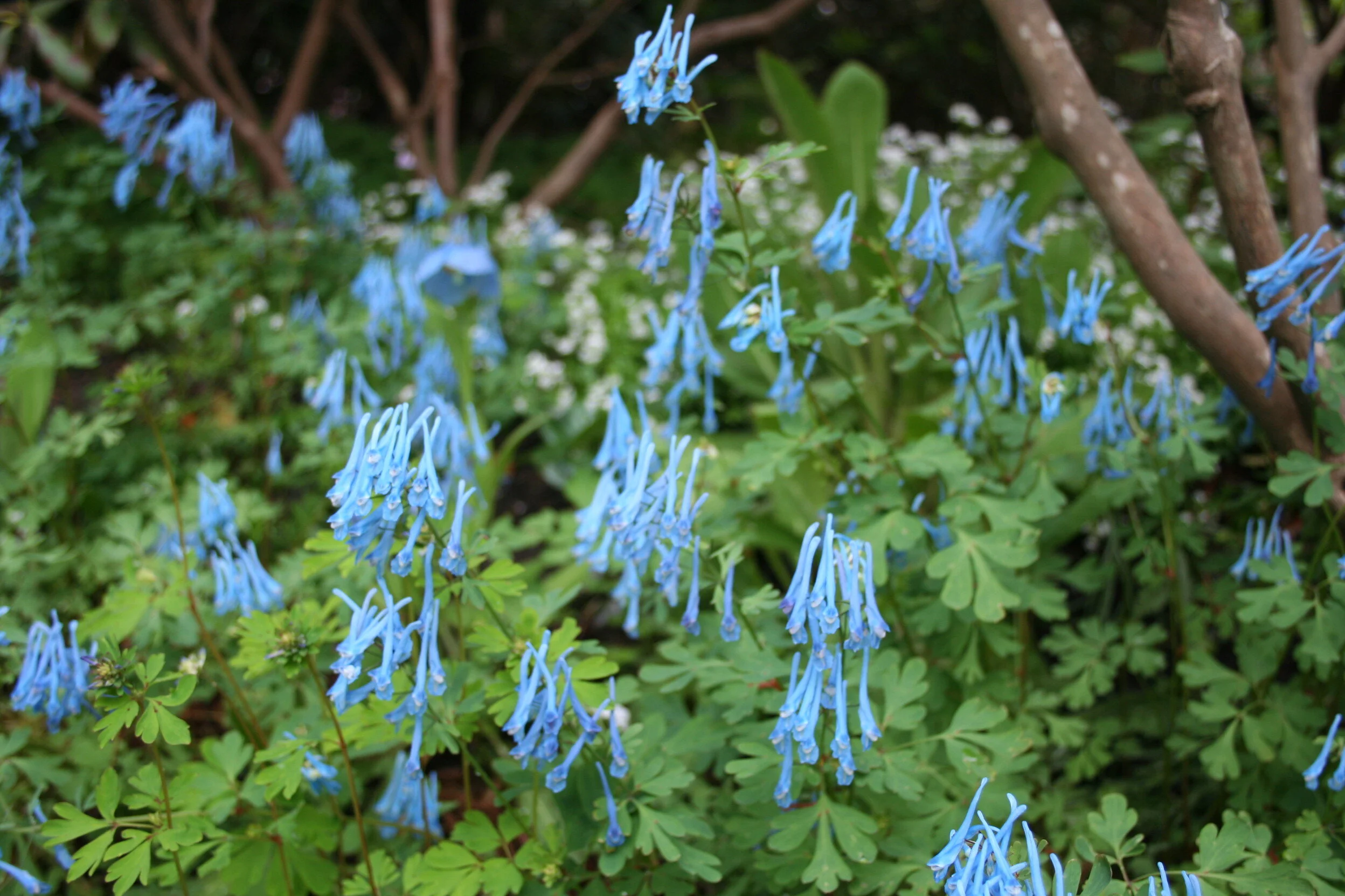 Rainier Blue.JPG