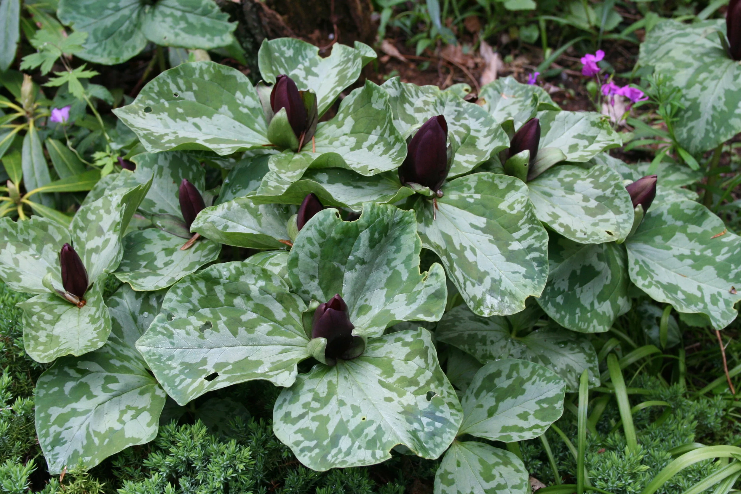 Trillium cuneatum.JPG