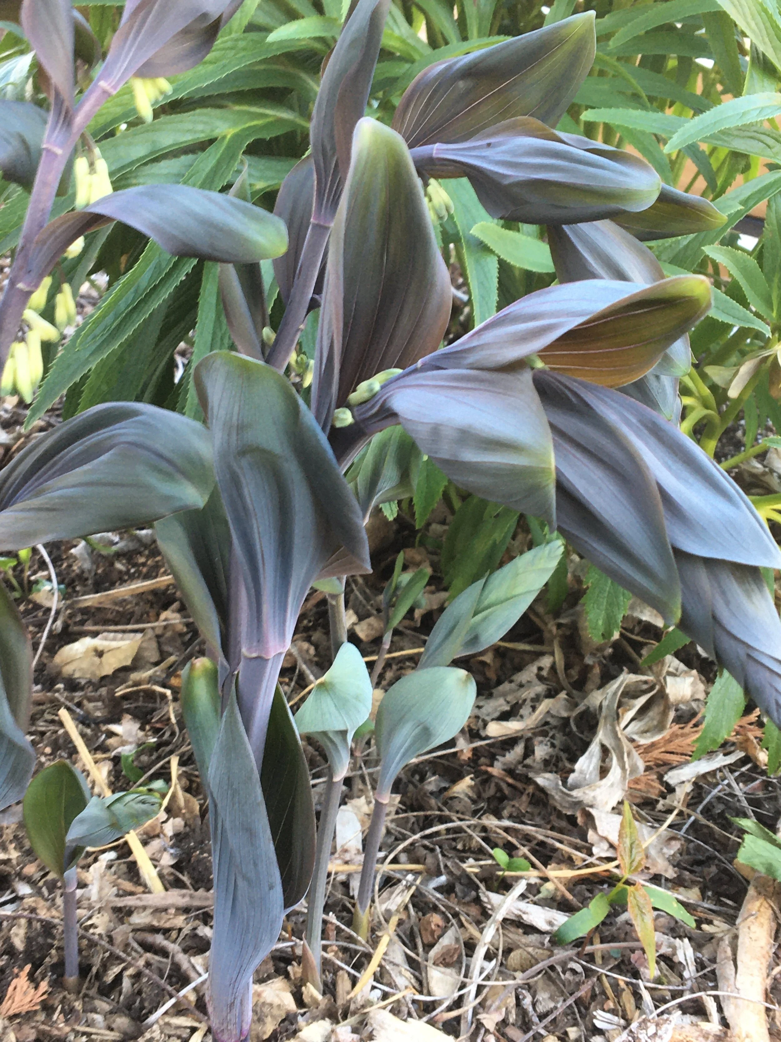 Betberg seedling.JPG