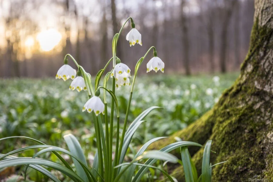 Leucojum vernum.jpg