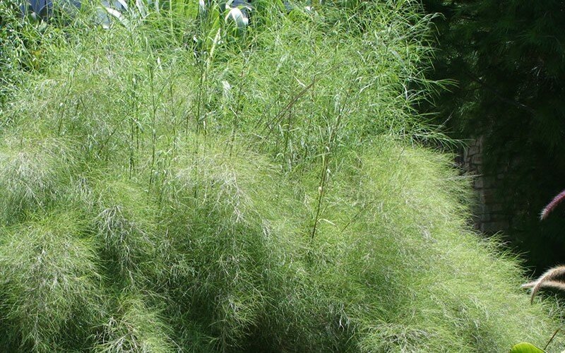 Muhlenbergia dumosa.jpg