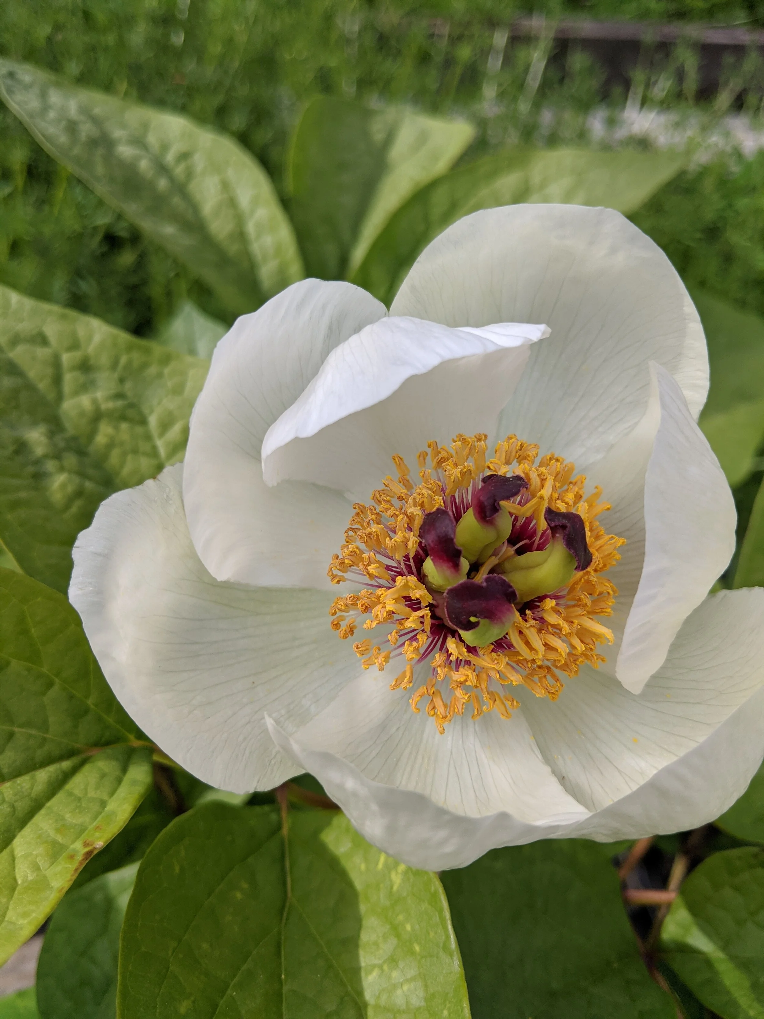 Paeonia obovata ssp. obovata var. willmottiae.jpg