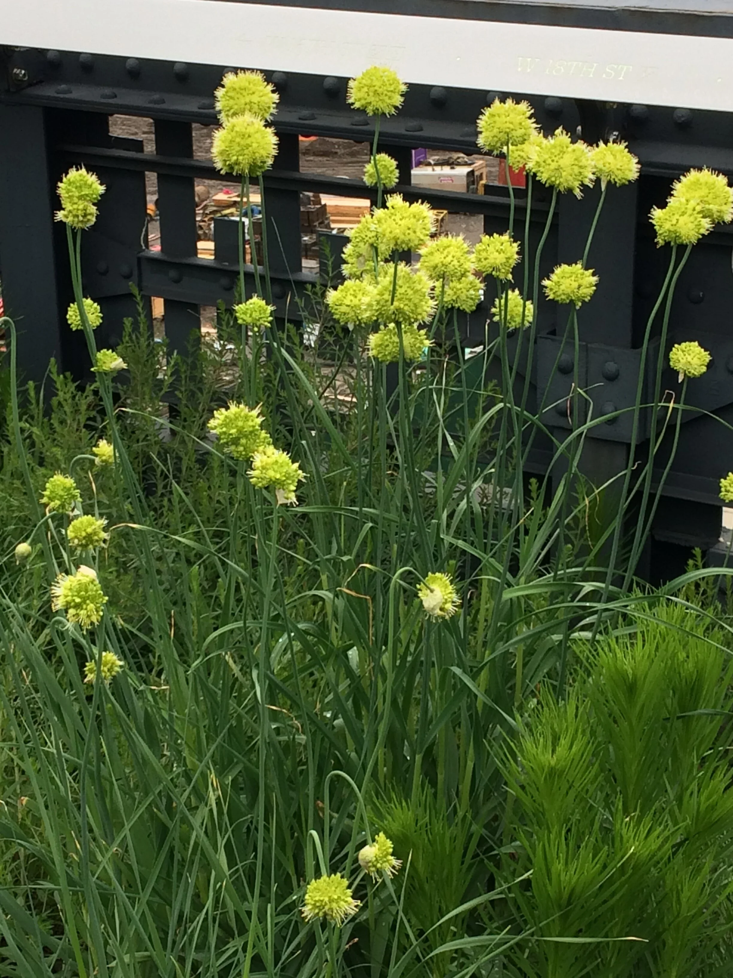 Allium obliquum.JPG