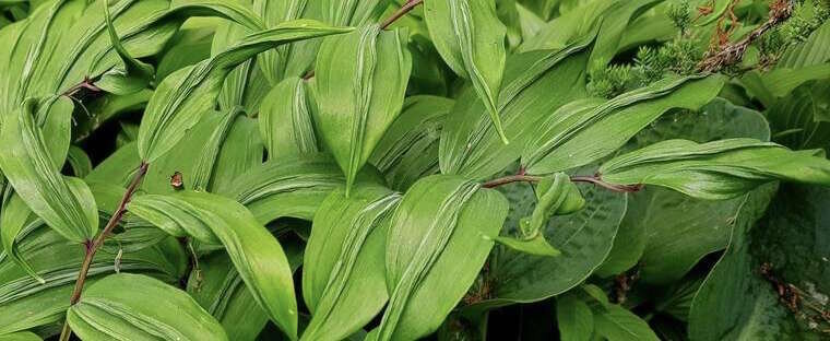 Polygonatum odoratum Koryu .jpeg