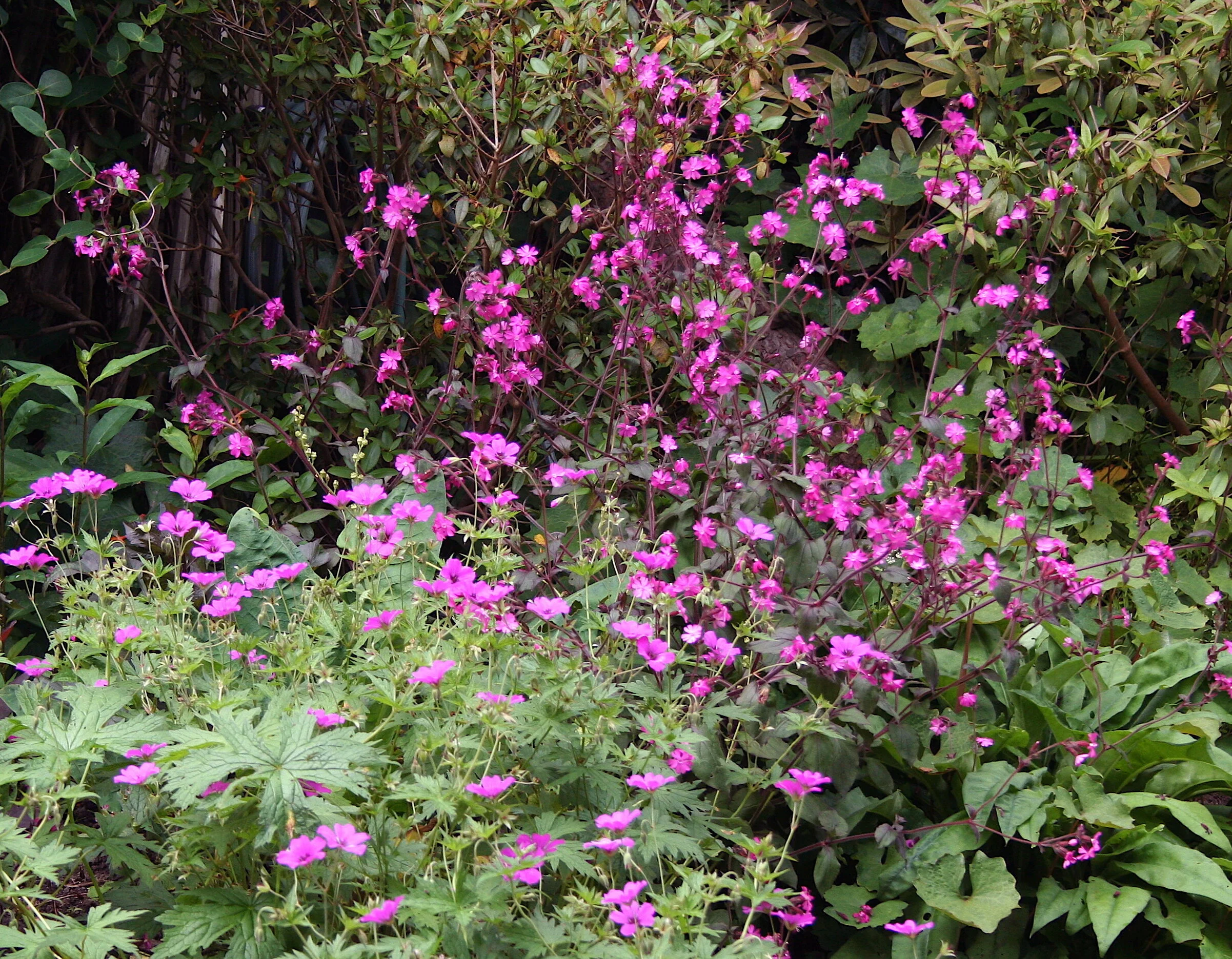 Silene dioica Inane.JPG