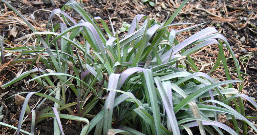 Tradescantia 'Tall and Blue'