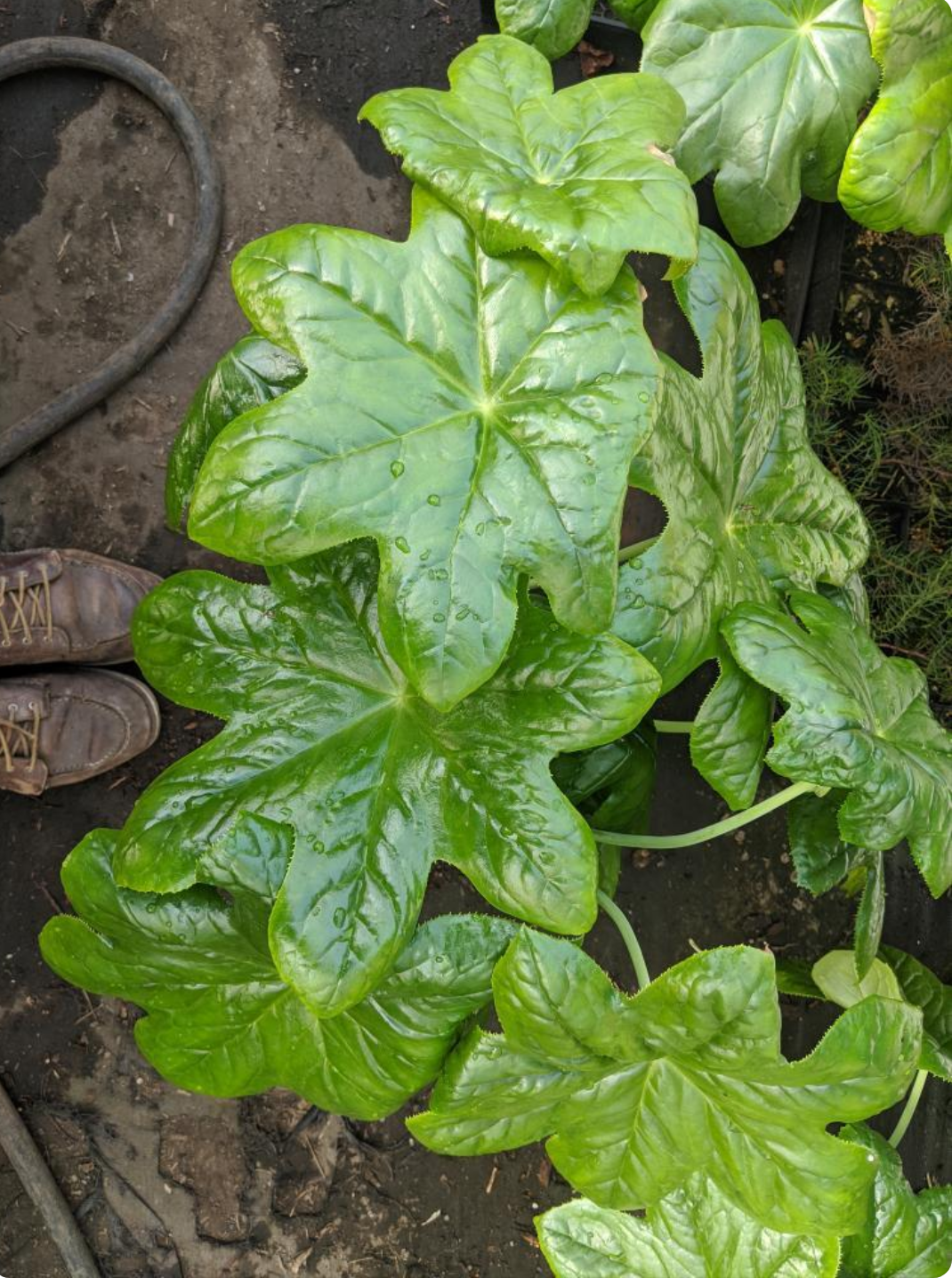 Podophyllum  versipelle, gallon