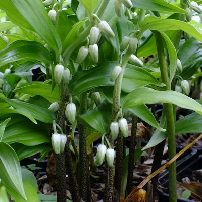 Disporopsis-pernyi.jpg