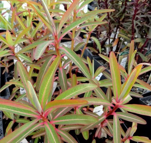 Euphorbia sikkimensis.jpg