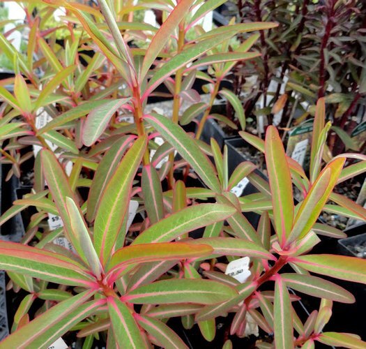 Euphorbia sikkimensis