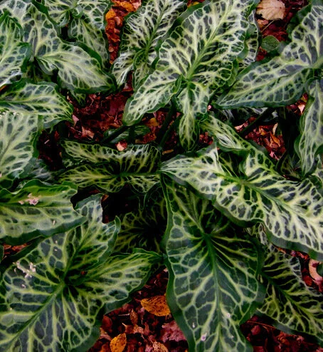 Arum italicum 'Gold Rush'.jpg