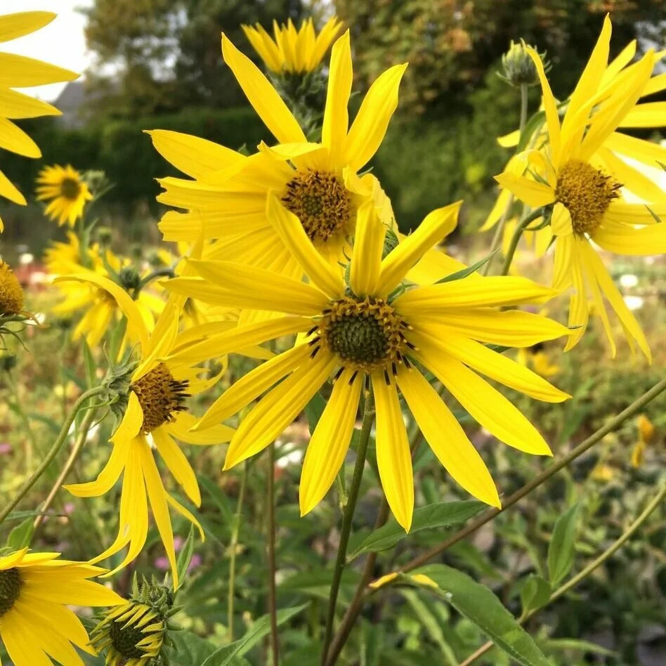 Helianthus-O-Sole-Mio-.jpg