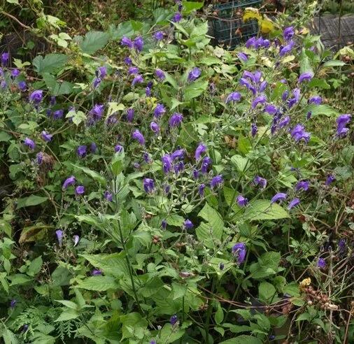 StrobilanthesAttenuata.jpg