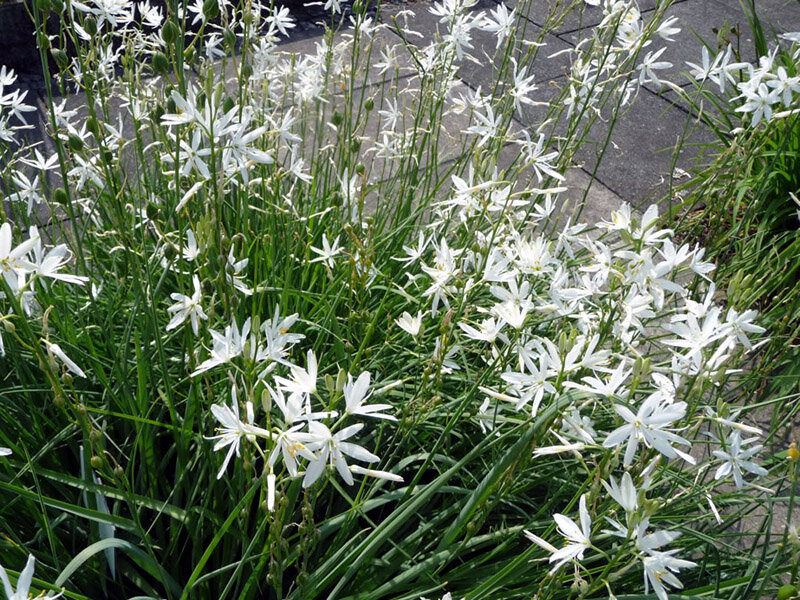 Anthericum liliago
