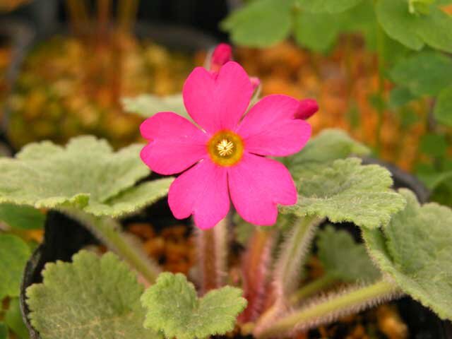 Primula kisoana 'Noushoku'.jpg