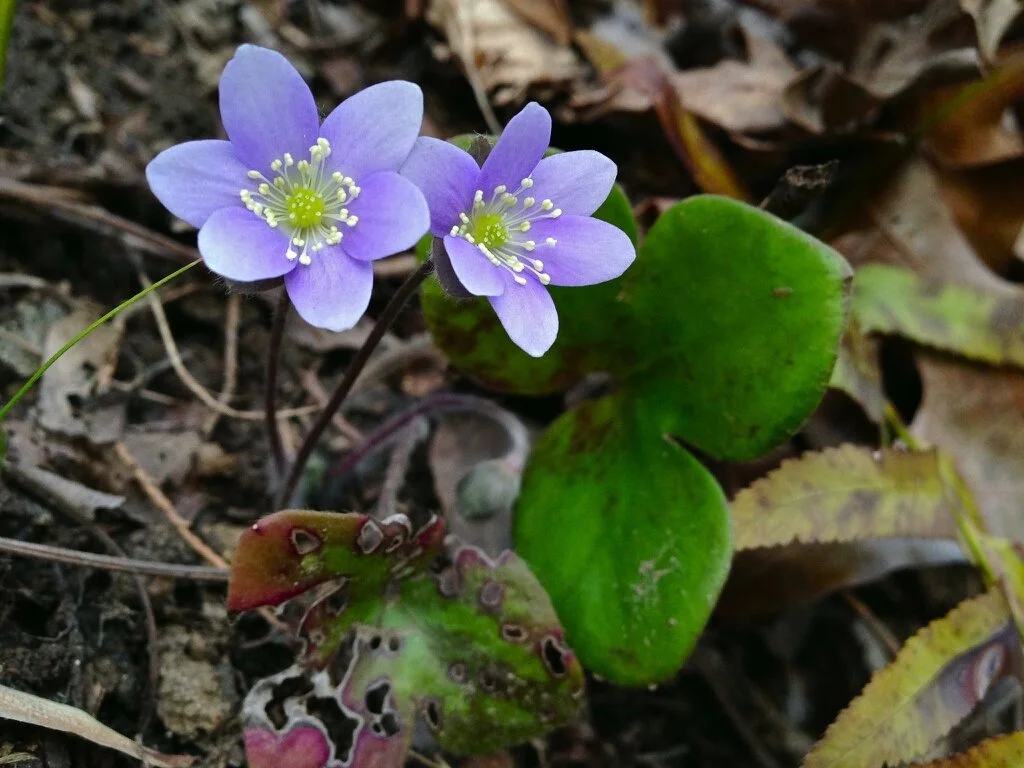 Hepatica_americana_ .jpg