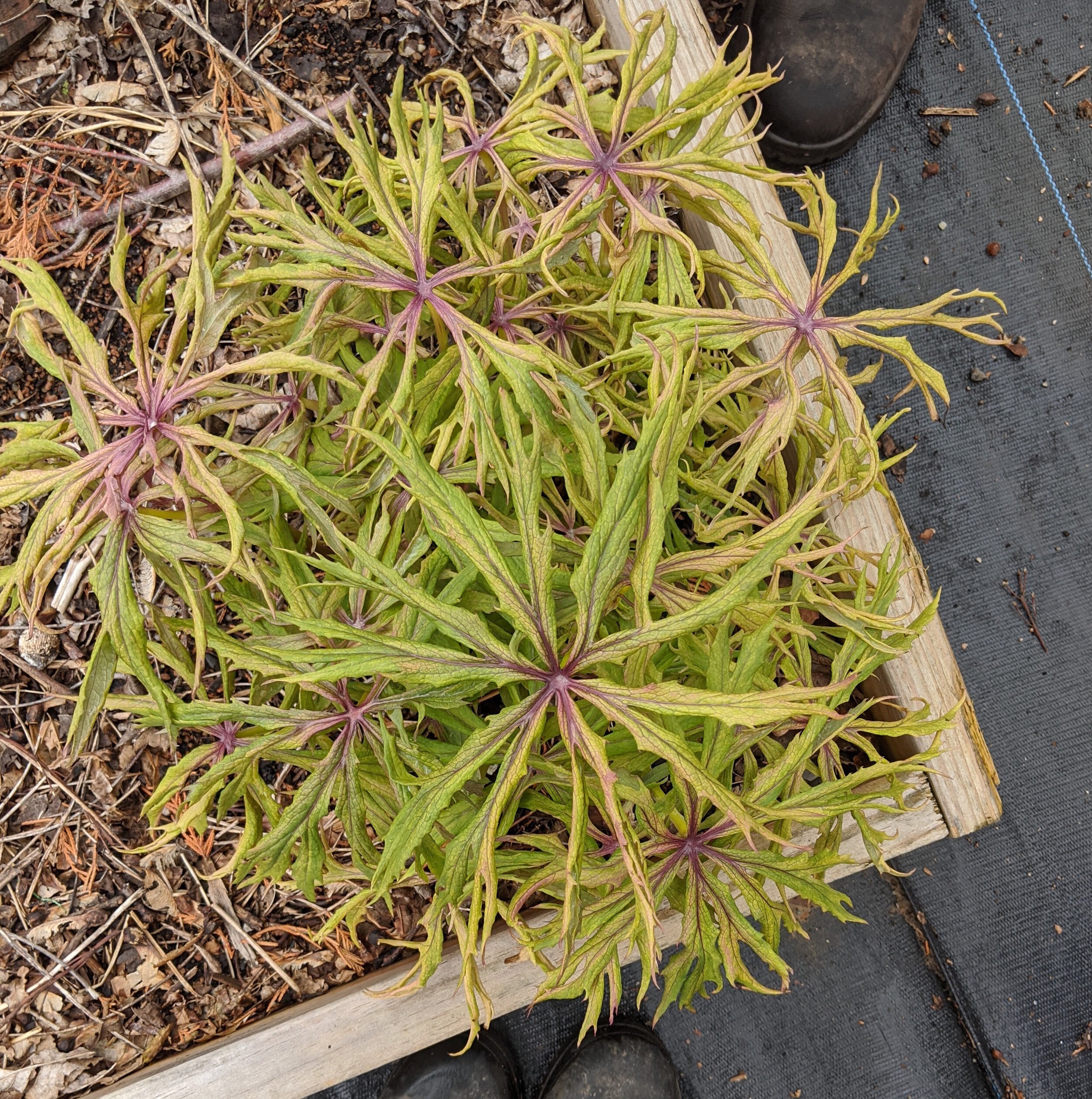 Syneilesis 'Horror Show'