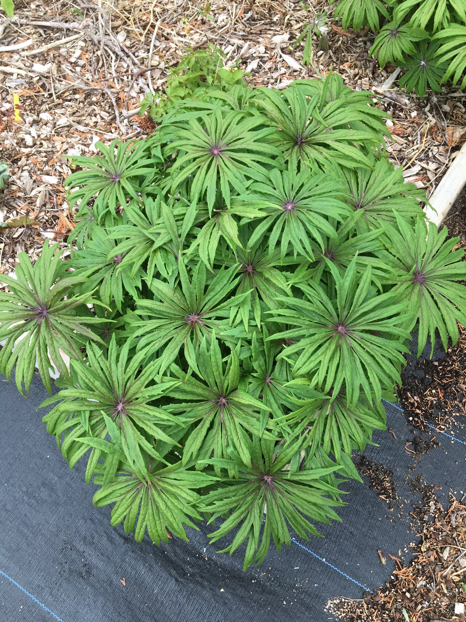 Syneilesis 'Tilt a Whirl'