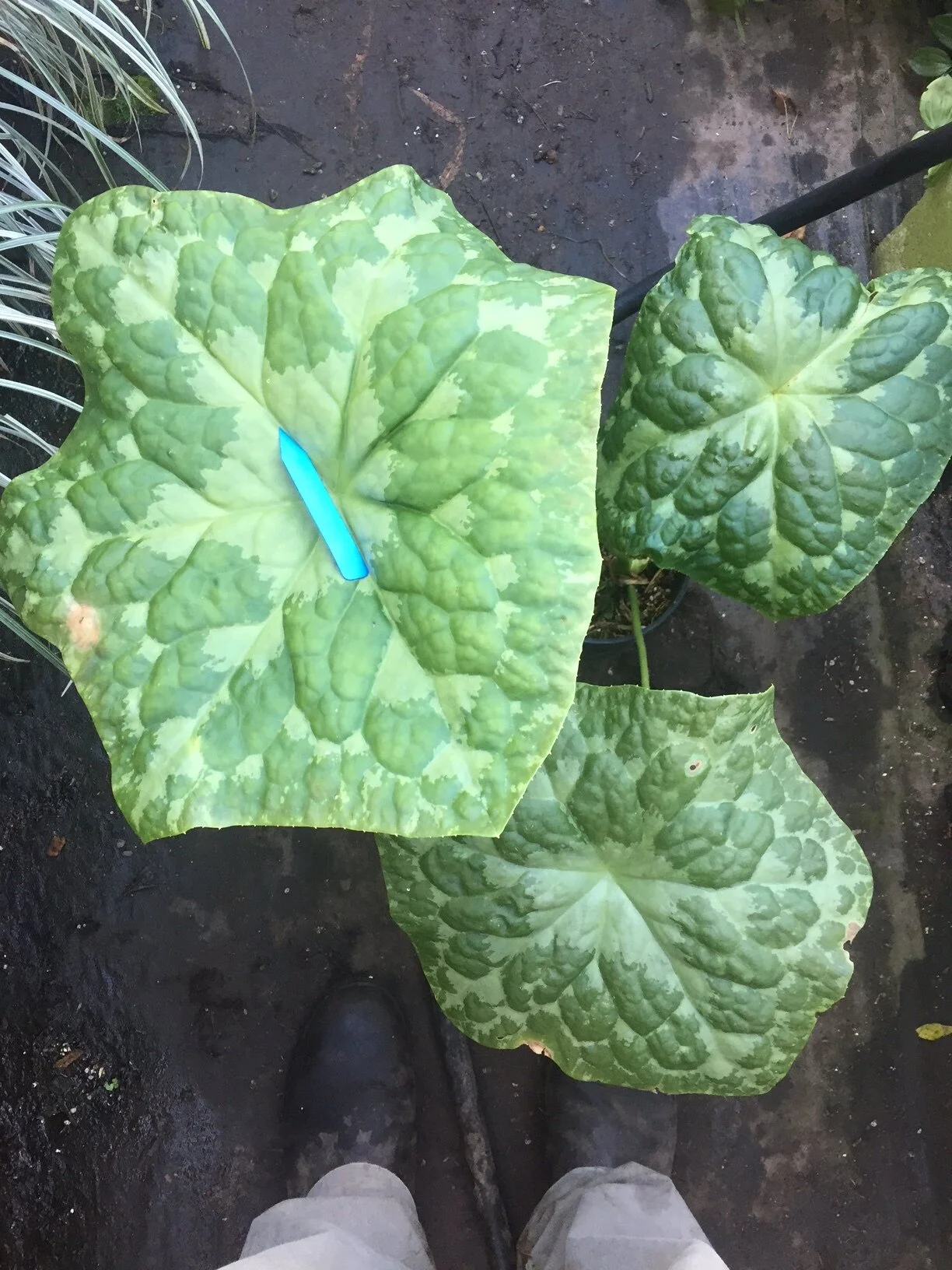 Boring seedling pic.JPG