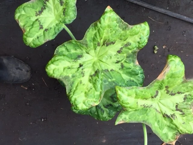 Seedling 7.JPG