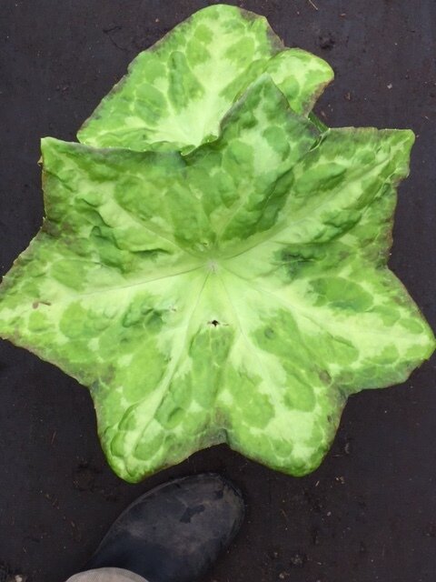 Seedling 8.JPG