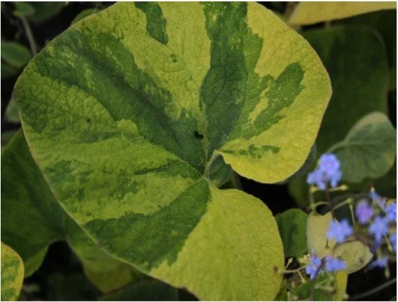 Brunnera gordano gold .jpg