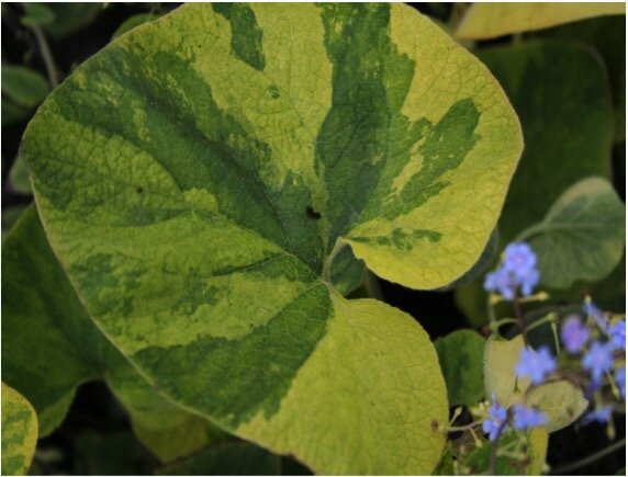 Brunnera 'Gordano Gold'