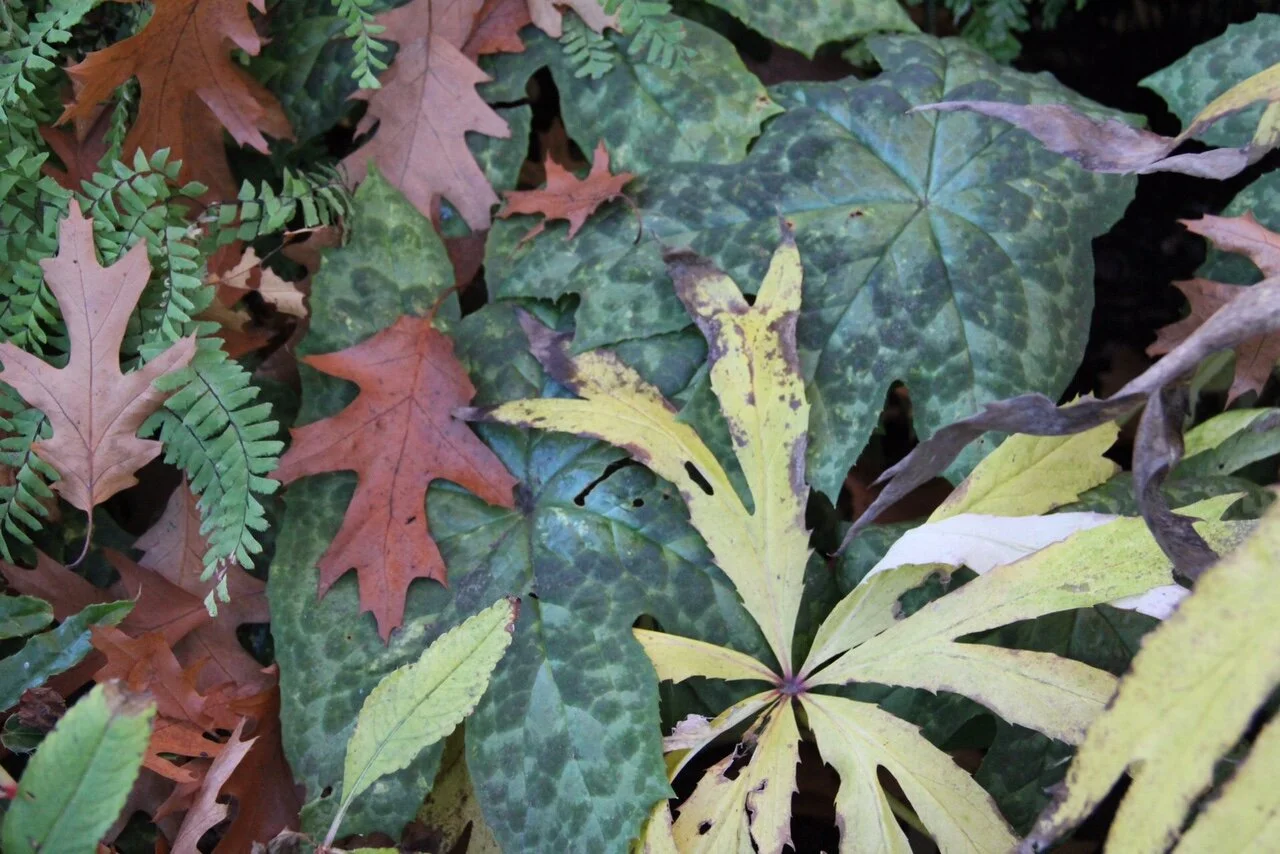 Syneilesis palmata.JPG