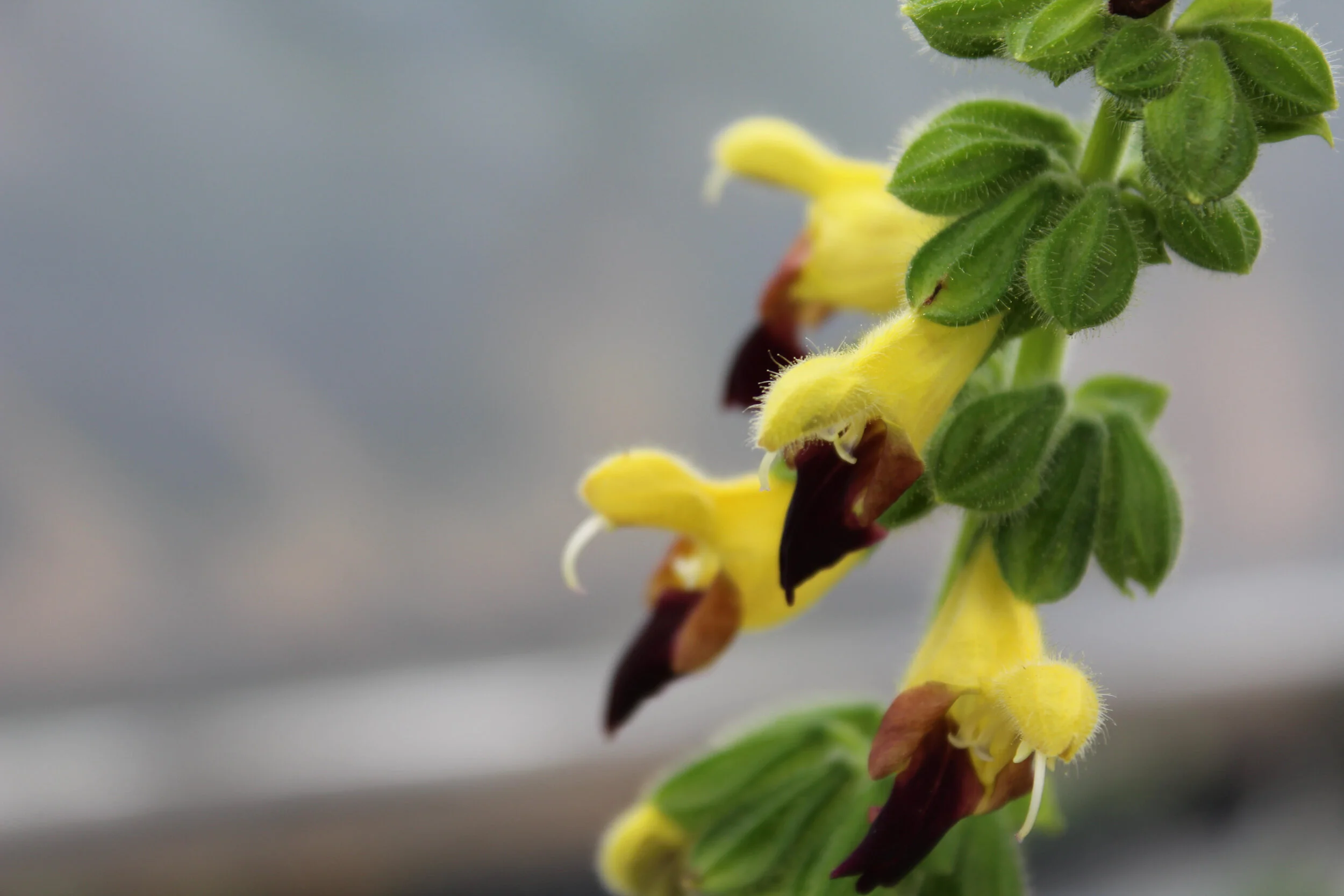 Salvia flava megalantha.jpg